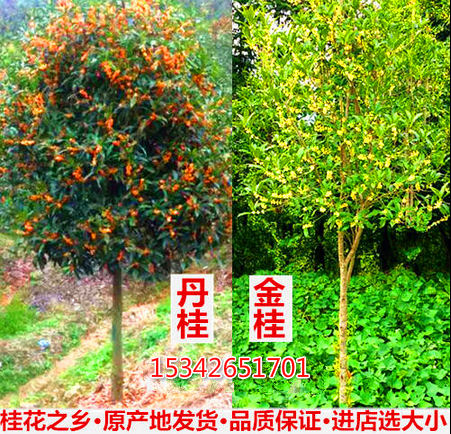 科技与自然的和谐融合，探究2公分桂花树苗的价格与成长之道